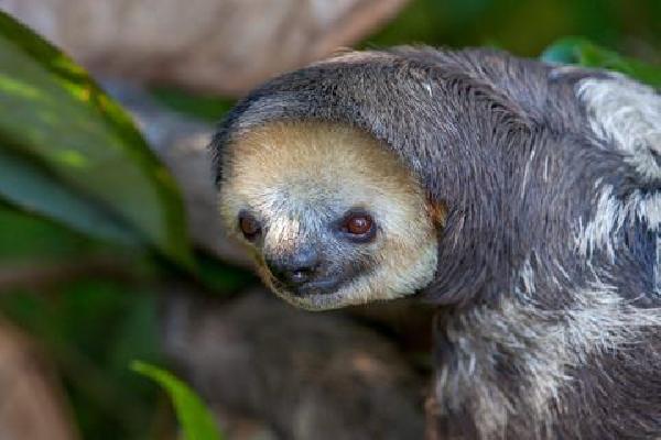 20-daagse rondreis Avontuur in Panama & Costa Rica Verre reizen