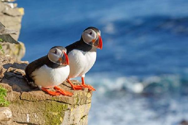 15 daagse cruise Noorwegen, IJsland en Schotland Vakantie