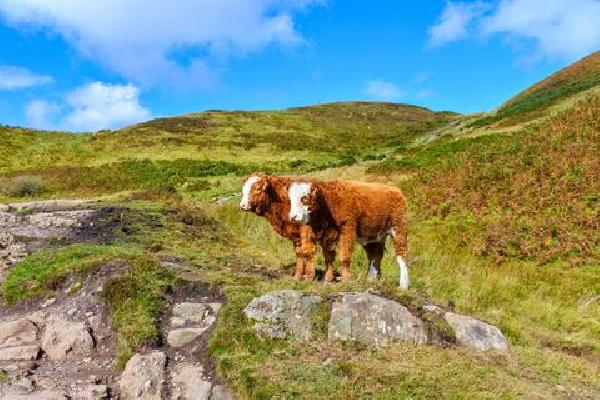 6 daagse busreis Schotland in een Notendop Rondreis