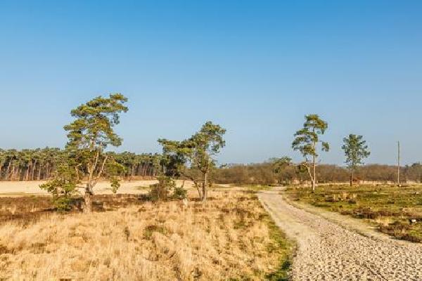 Singlereis Yogaweekend Loonse en Drunense Duinen Rondreis