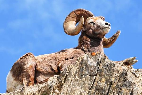 22-daagse rondreis Authentic West-Canada Calgary Verre reizen