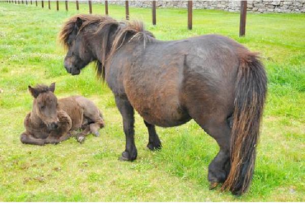 15 daagse cruise Shetlandeilanden en IJsland Vakantie