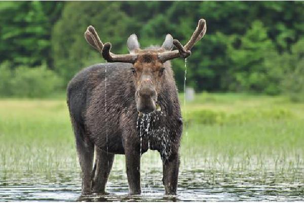 15-daagse rondreis Canada & Rocky Mountains Verre reizen