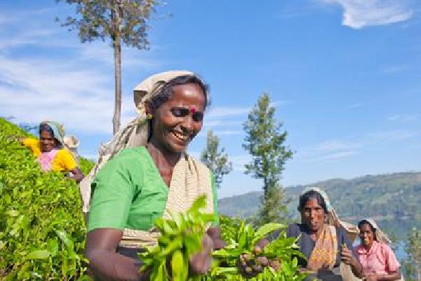 10-daagse rondreis Highlights van Sri Lanka Verre reizen