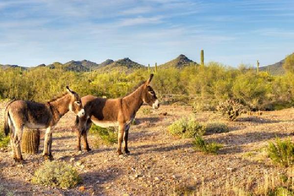 16-daagse rondreis Panoramas of the West Los Angeles Verre reizen