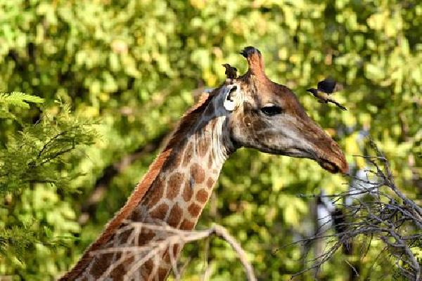 8 dg combinatiereis Fathala Wildlife Experience Verre reizen