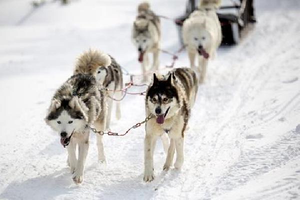 Riekonlinna Lapland Wintersport