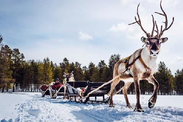 8 daagse excursiereis Essence of Lapland Wintersport